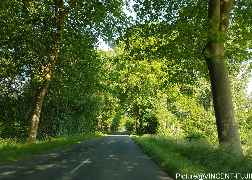 フランスの地方ではまだ残っているポプラ並木の道路。夜間の事故防止で、木が切られた時代もあった。