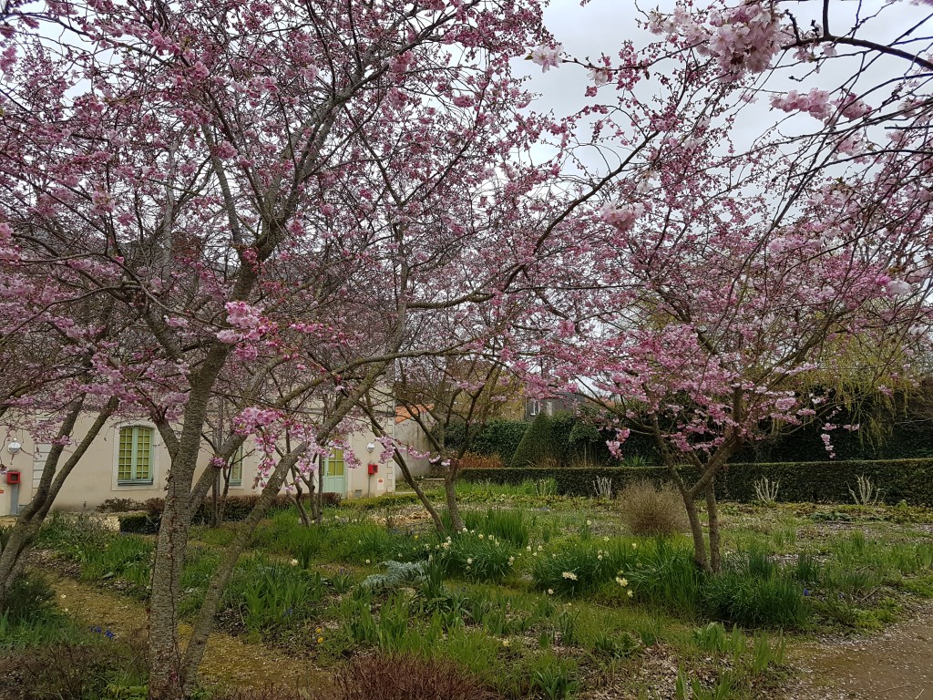 こちらは田舎の七部咲きくらいの桜。日本との違いは、こちらの桜には、食べられる美味しいサクランボが成ります。